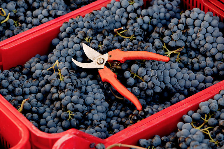 uva cassetta raccolta - Il Sabato del Vignaiolo, a Nicotera per celebrare il vino indipendente - 9 uva cassetta raccolta - Meraviglie di Calabria - 8