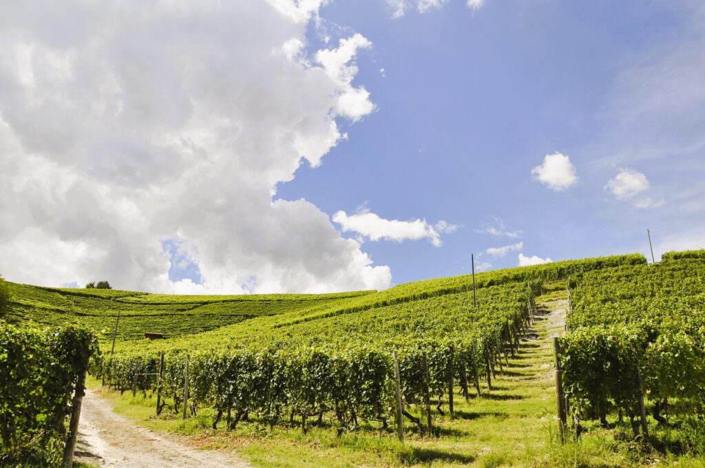 vigneto 4 - Meraviglie di Calabria - 2