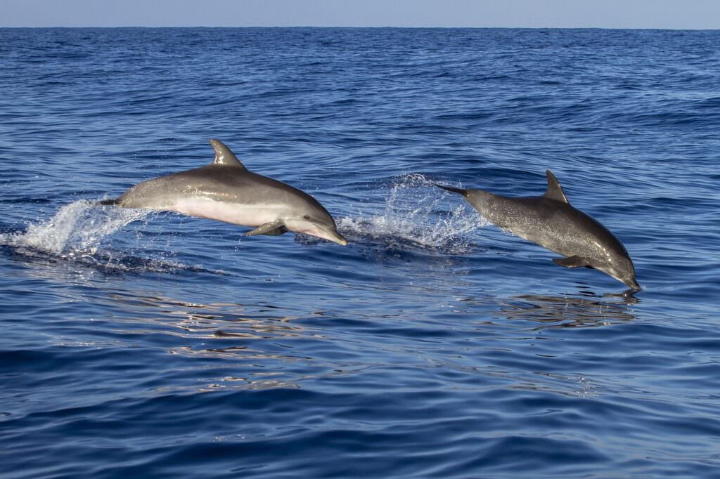 Delfini mare - Estate 2025, la Calabria tra le mete nazionali più prenotate in agenzia - 18 Delfini mare - Meraviglie di Calabria - 17