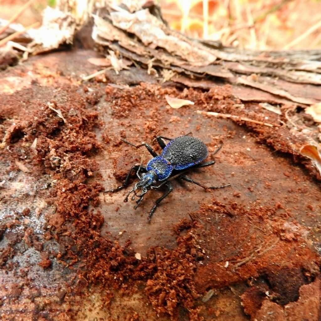 SilaBioMetric Foto Cursa 3 1 - Parco Nazionale della Sila, l’IA per tutelare la biodiversità forestale - 5 SilaBioMetric Foto Cursa 3 1 - Meraviglie di Calabria - 4