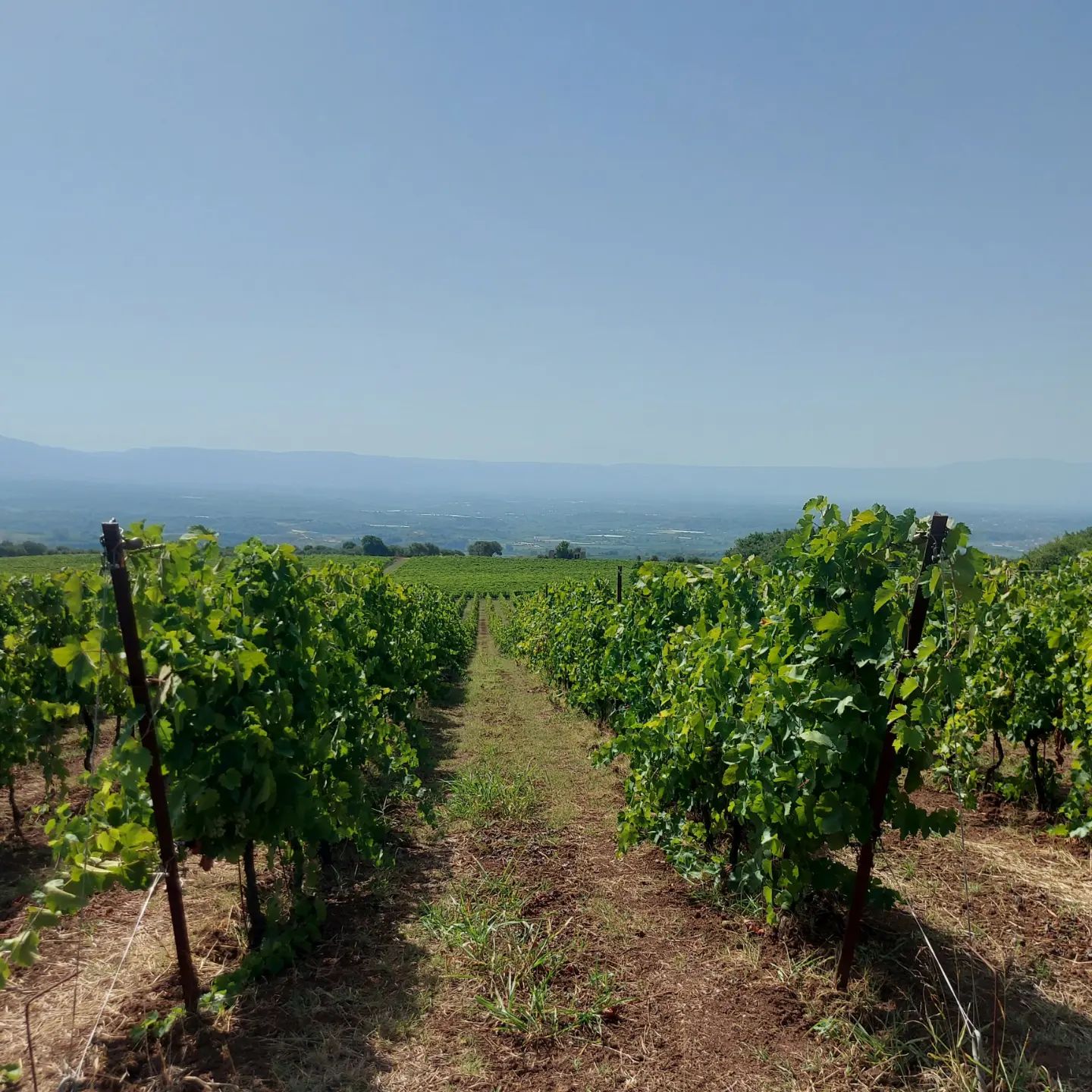 Vino vitigno Casa Comerci - Casa Comerci, sulla Costa degli Dei sorseggiando calici di natura - 17 Vino vitigno Casa Comerci - Meraviglie di Calabria - 16