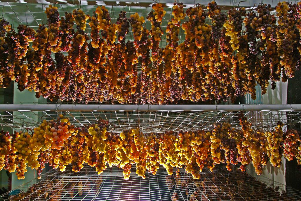 vino passito uva cantine viola saracena 0 - Meraviglie di Calabria - 13