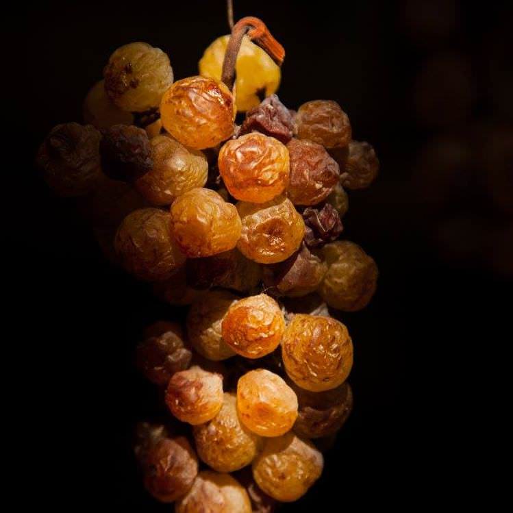 vino passito uva cantine viola saracena 1 - "Moscato di Saracena", gli eventi Retrogusti arrivano in Calabria - 3 vino passito uva cantine viola saracena 1 - Meraviglie di Calabria - 2