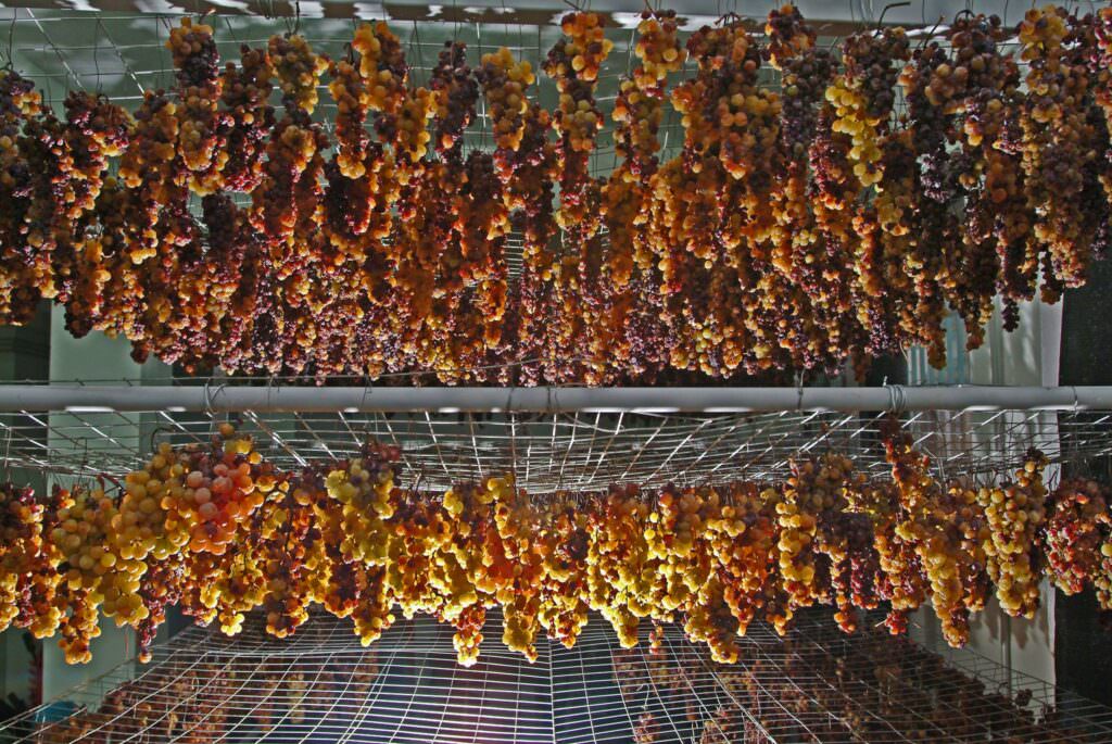 vino passito uva cantine viola saracena - Meraviglie di Calabria - 2