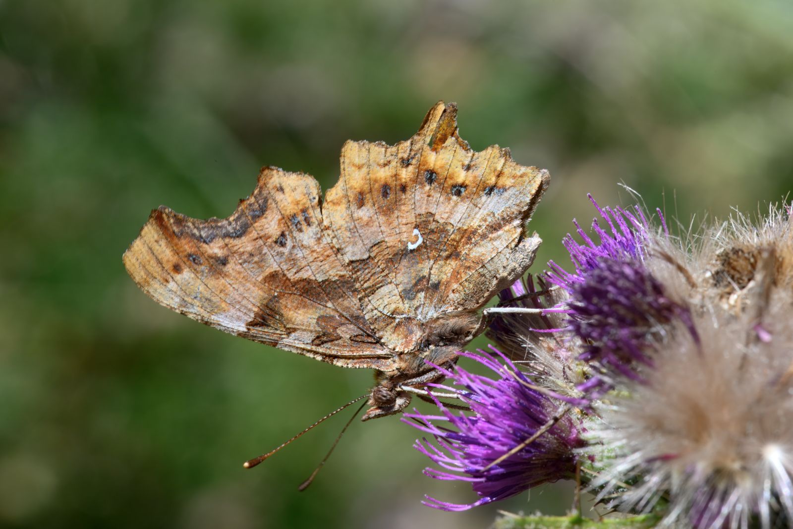 Farfalla Aspromonte Polygonia c album - Meraviglie di Calabria - 39