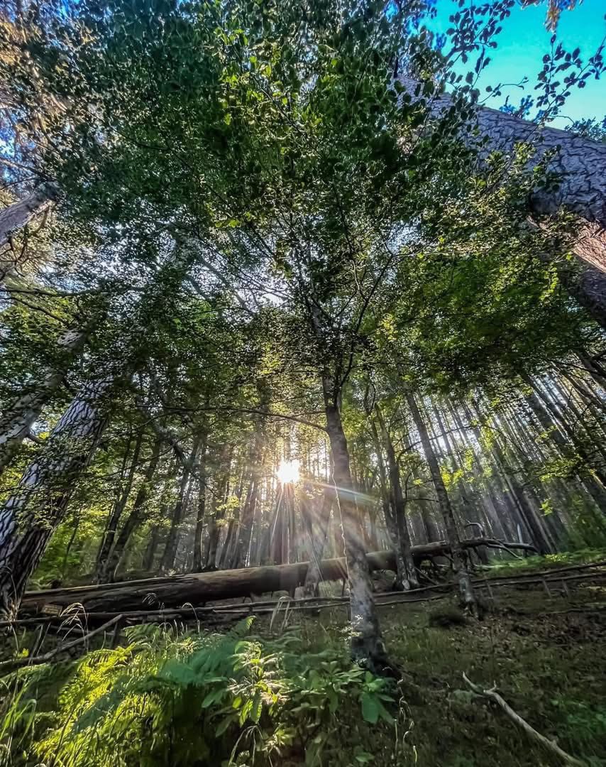 Giganti della Sila - Meraviglie di Calabria - 4