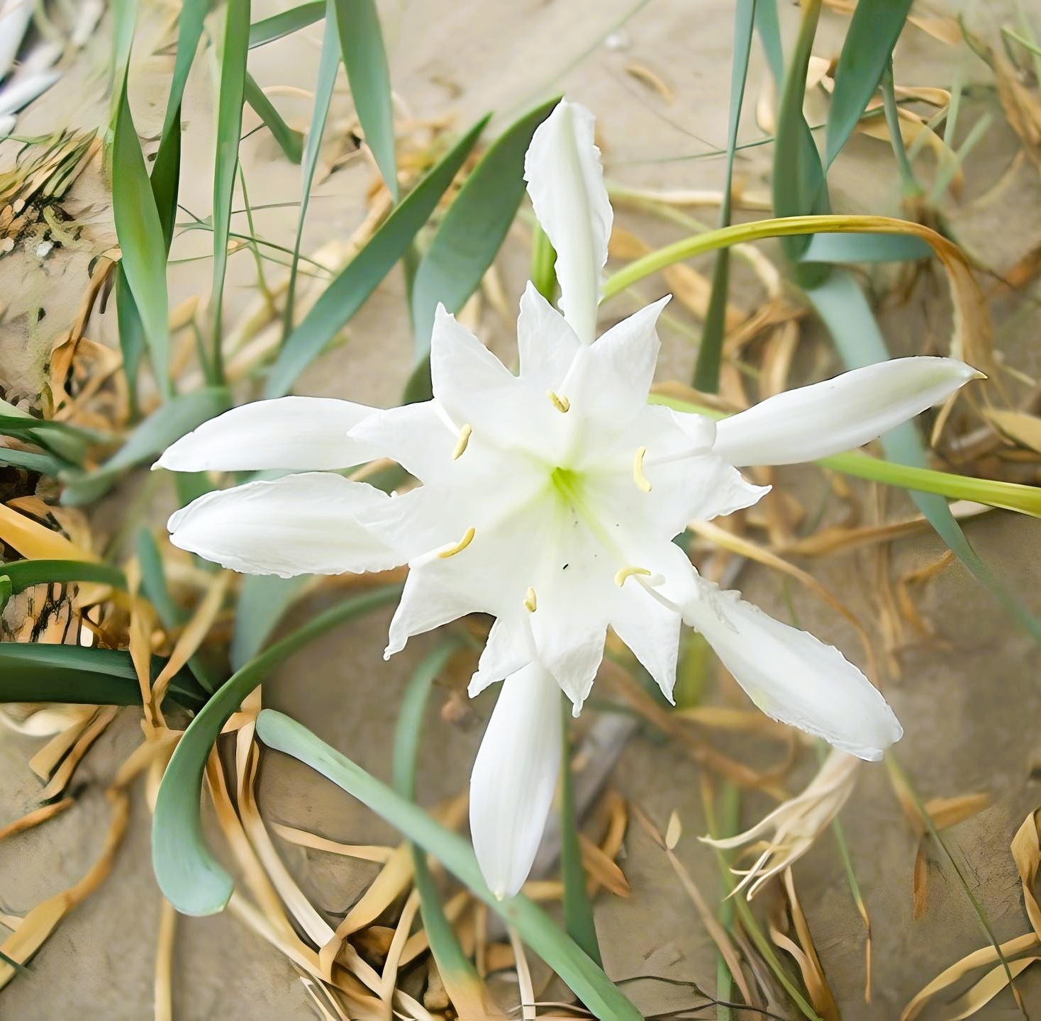 Giglio di Mare Pancratium maritimum Di Tomi di Wikipedia CC BY SA 3.0 - Calabria, una Guida alle 10 migliori spiagge da vivere con il vento giusto - 5 Giglio di Mare Pancratium maritimum Di Tomi di Wikipedia CC BY SA 3.0 - Meraviglie di Calabria - 4