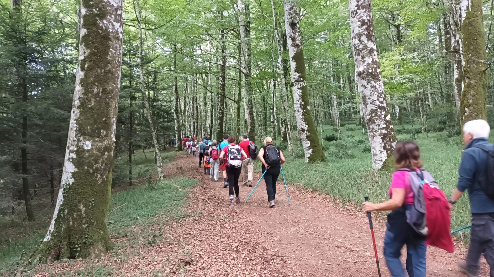 Kalipe Trekking Escursionisti nella faggeta di Monte Coppari - Meraviglie di Calabria - 13
