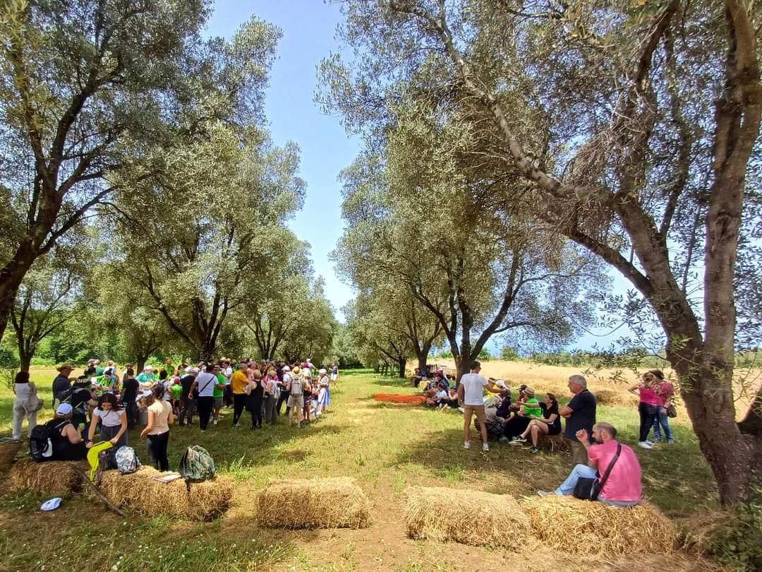 Pellegrina di Bagnara Festa della Mietitura 18 - Grano in aria e pula che vola, torna la Festa della Mietitura di Pellegrina - 11 Pellegrina di Bagnara Festa della Mietitura 18 - Meraviglie di Calabria - 10