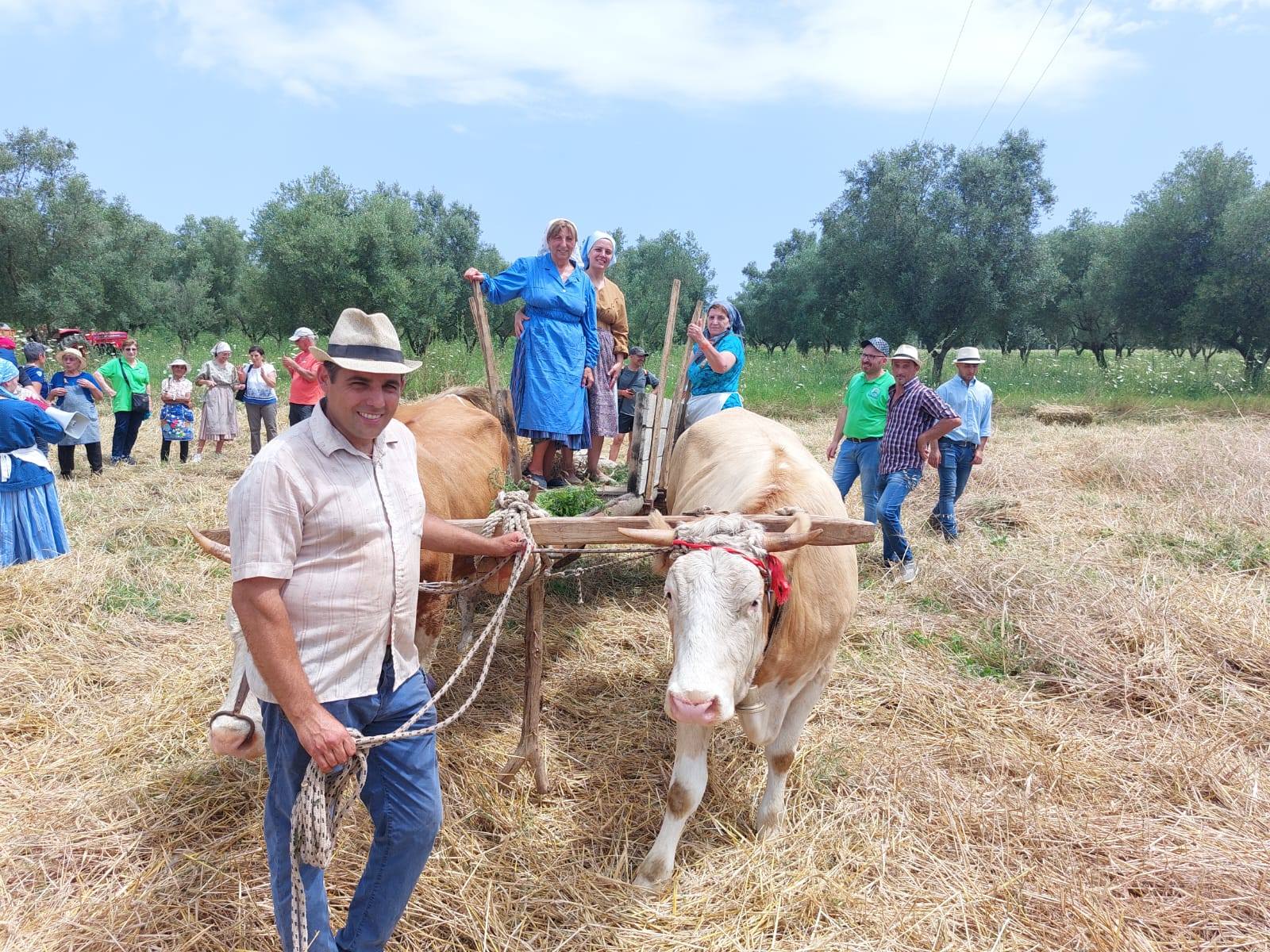 Pellegrina di Bagnara Festa della Mietitura 4 - Grano in aria e pula che vola, torna la Festa della Mietitura di Pellegrina - 17 Pellegrina di Bagnara Festa della Mietitura 4 - Meraviglie di Calabria - 16