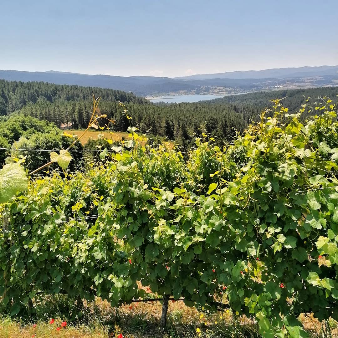 Sila Il vigneto piu alto dEuropa 2 - Meraviglie di Calabria - 39