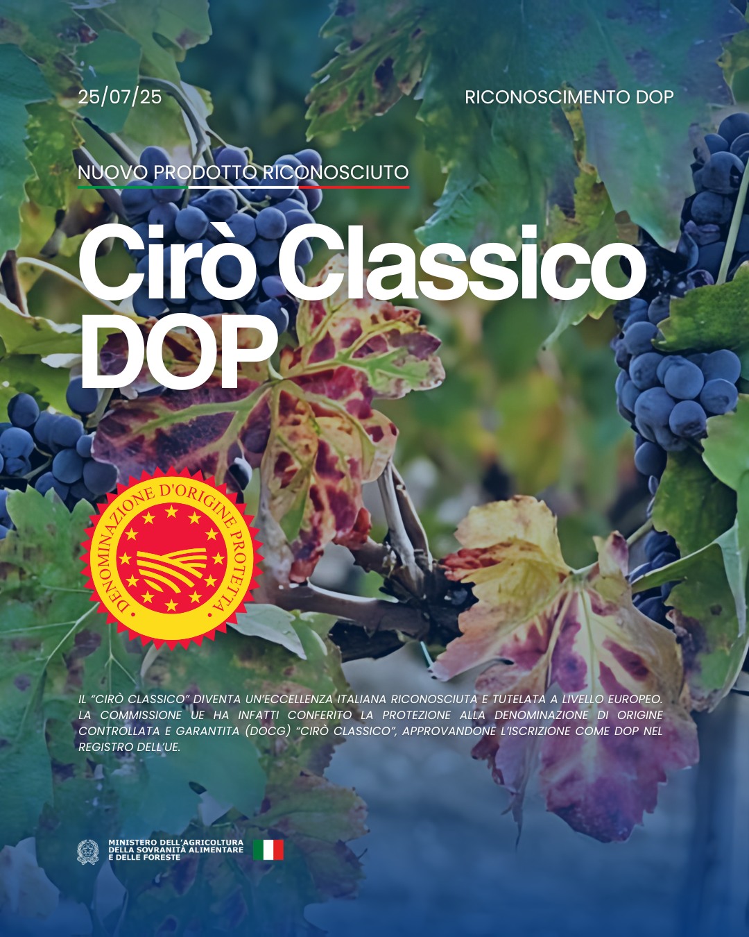 Vino ciro riconoscimento DOP - Meraviglie di Calabria - 23