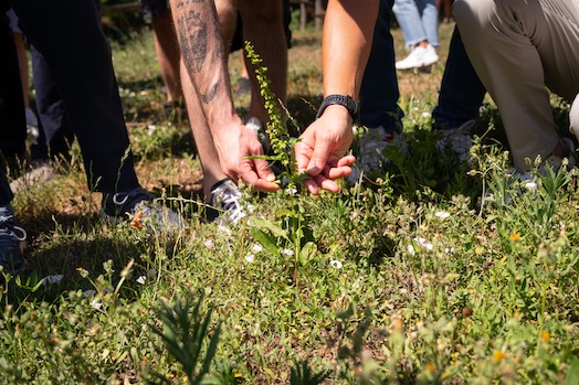 pcc foraging - Tutto su botanica e miscelazione, torna Pollino Cocktail Camp - 11 pcc foraging - Meraviglie di Calabria - 10