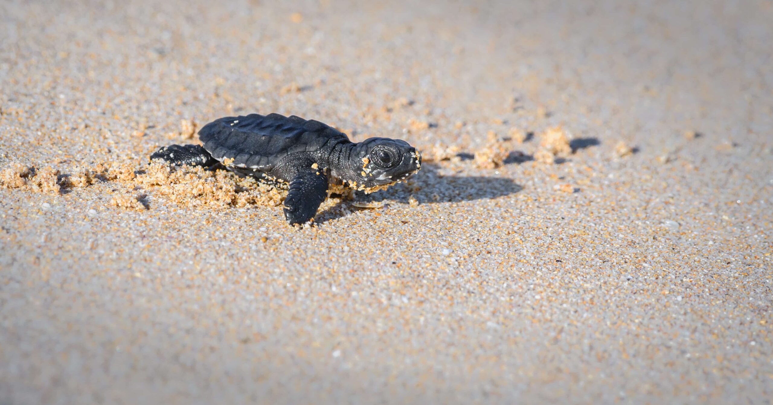 Caretta 6 a scaled - Meraviglie di Calabria - 13