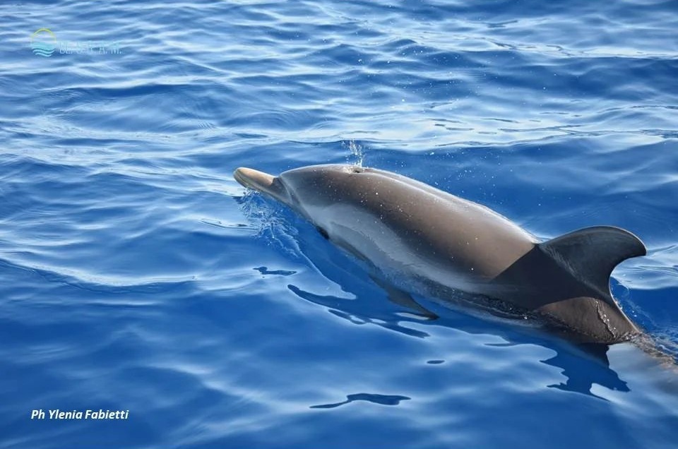 Delfino foto Ylenia Fabietti - Meraviglie di Calabria - 5
