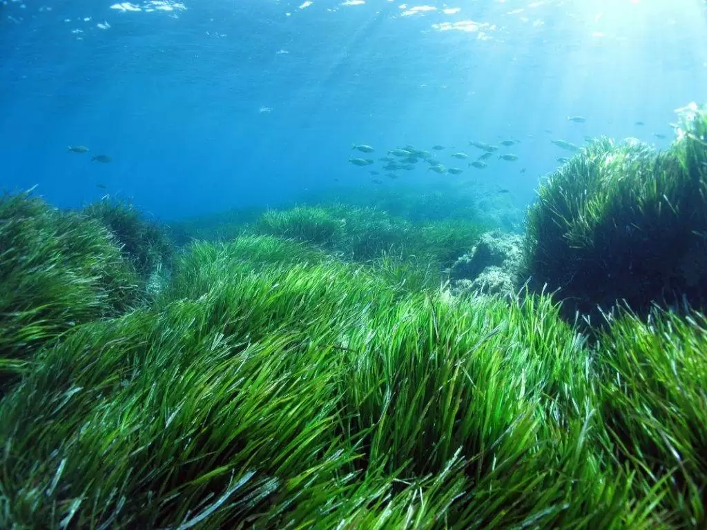 Posidonia - Meraviglie di Calabria - 15