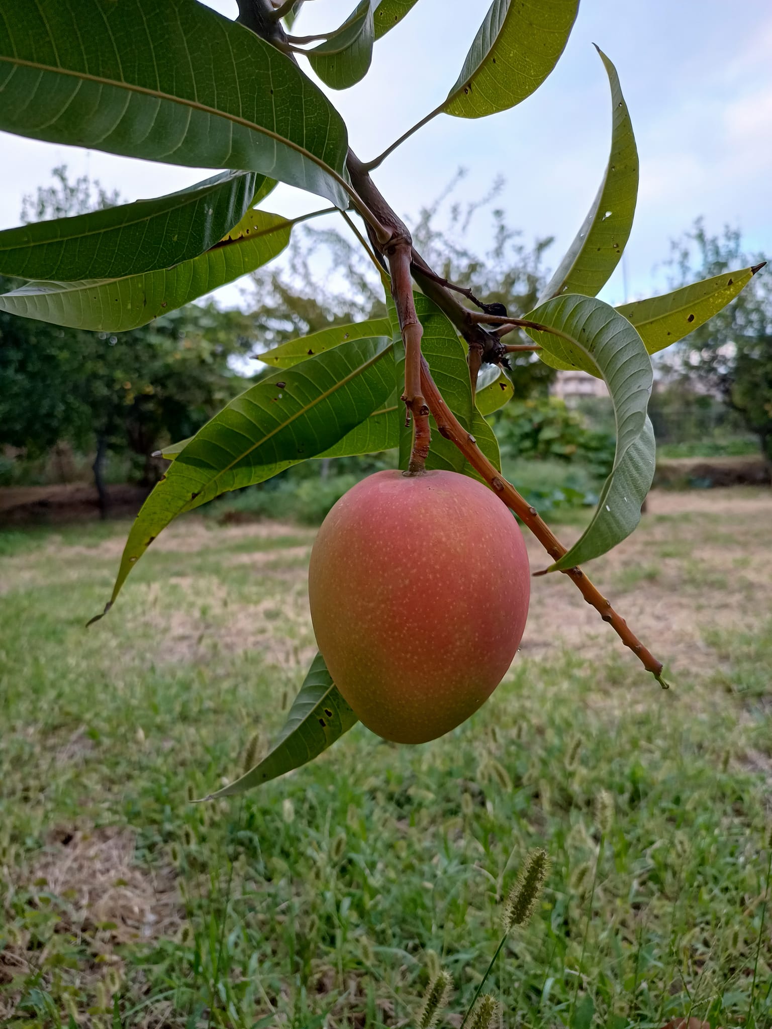 Reggio Mango 2 - Made in Calabria, la straordinaria frutta tropicale di Catona - 5 Reggio Mango 2 - Meraviglie di Calabria - 4