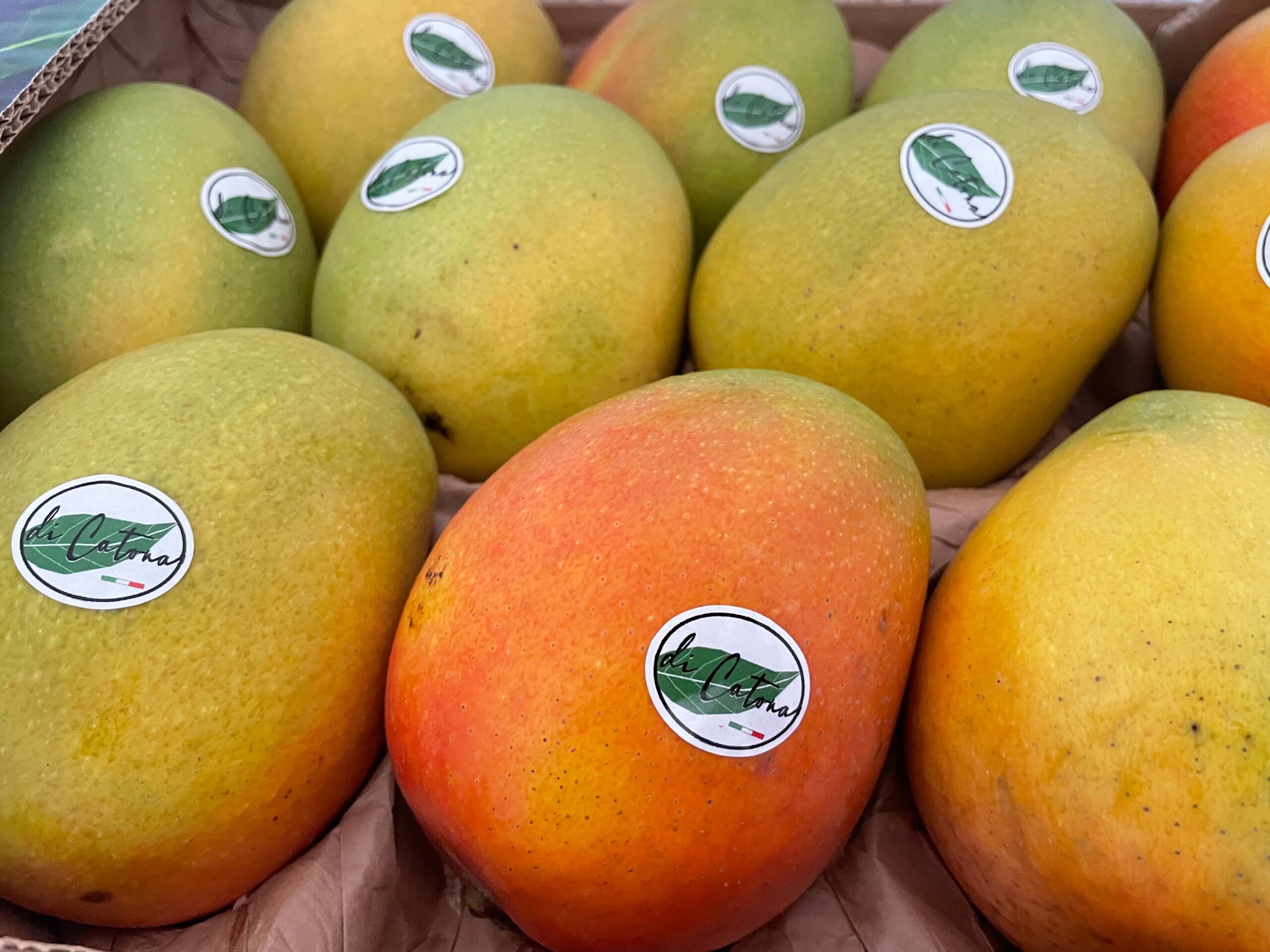 Reggio Mango scaled - Made in Calabria, la straordinaria frutta tropicale di Catona - 11 Reggio Mango scaled - Meraviglie di Calabria - 10