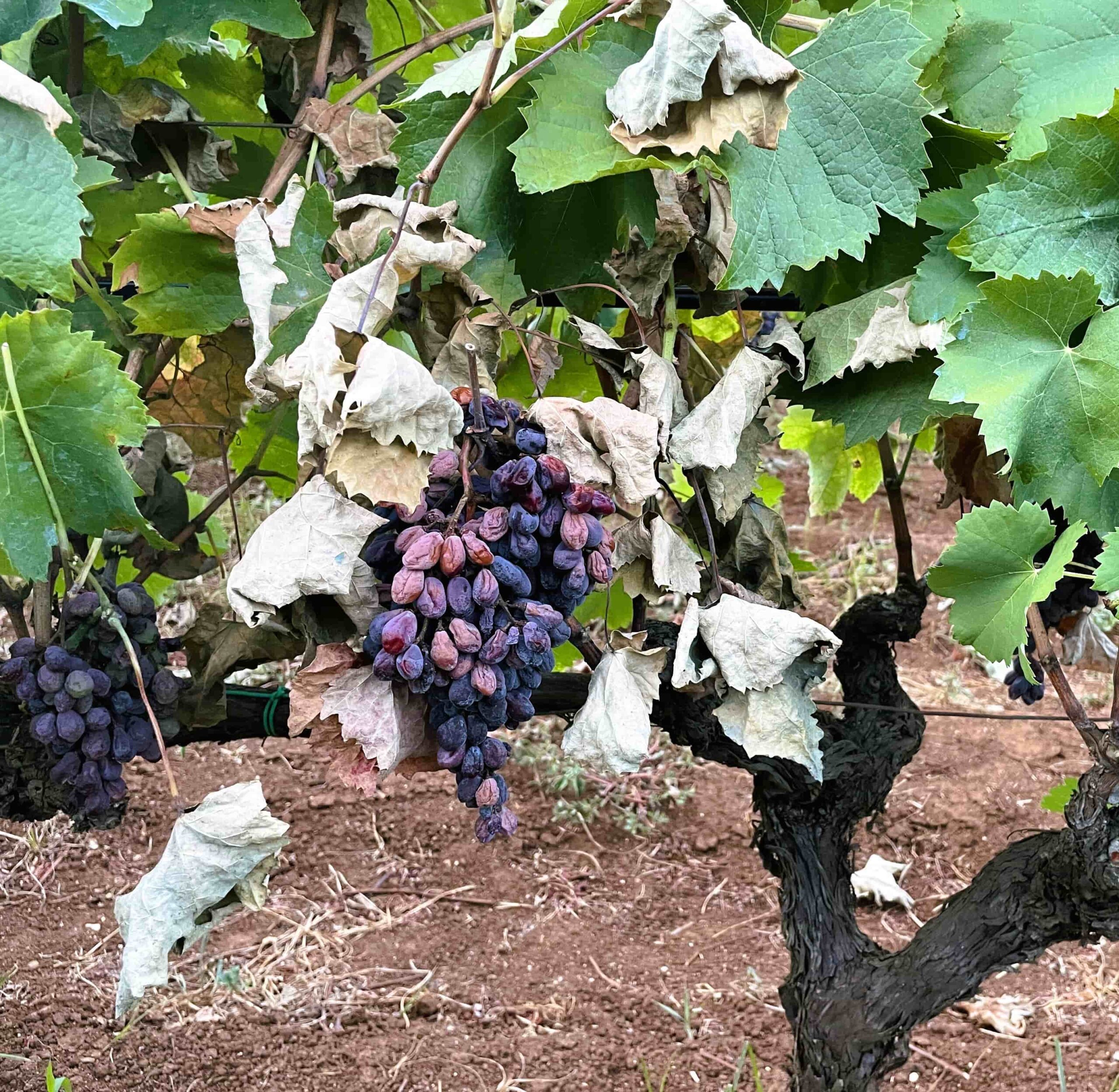 Vino Vigneto effetti insolazione scaled - Meraviglie di Calabria - 3