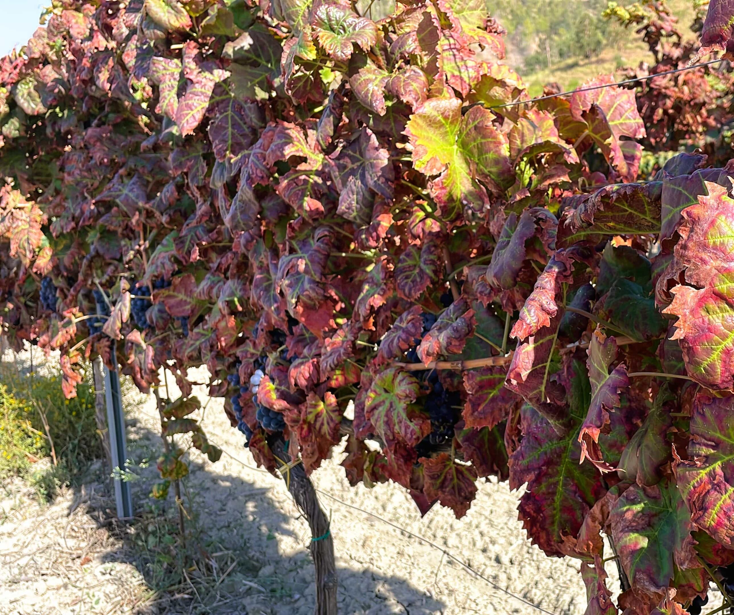 Vino vigneto Mal dellesca e cicaline scaled - Meraviglie di Calabria - 5
