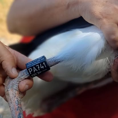 cicogne lipu rende 2 - Le meraviglie della Cicogna bianca, ben 107 sono nate in Calabria - 23 cicogne lipu rende 2 - Meraviglie di Calabria - 22