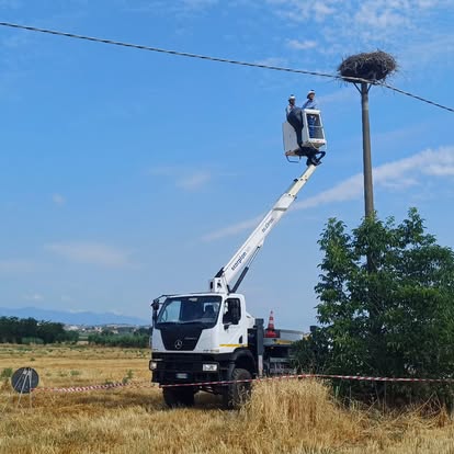 cicogne lipu rende 4 - Le meraviglie della Cicogna bianca, ben 107 sono nate in Calabria - 31 cicogne lipu rende 4 - Meraviglie di Calabria - 30