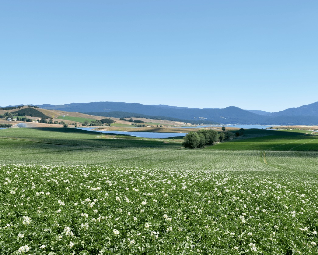 sila patate campo - Meraviglie di Calabria - 10
