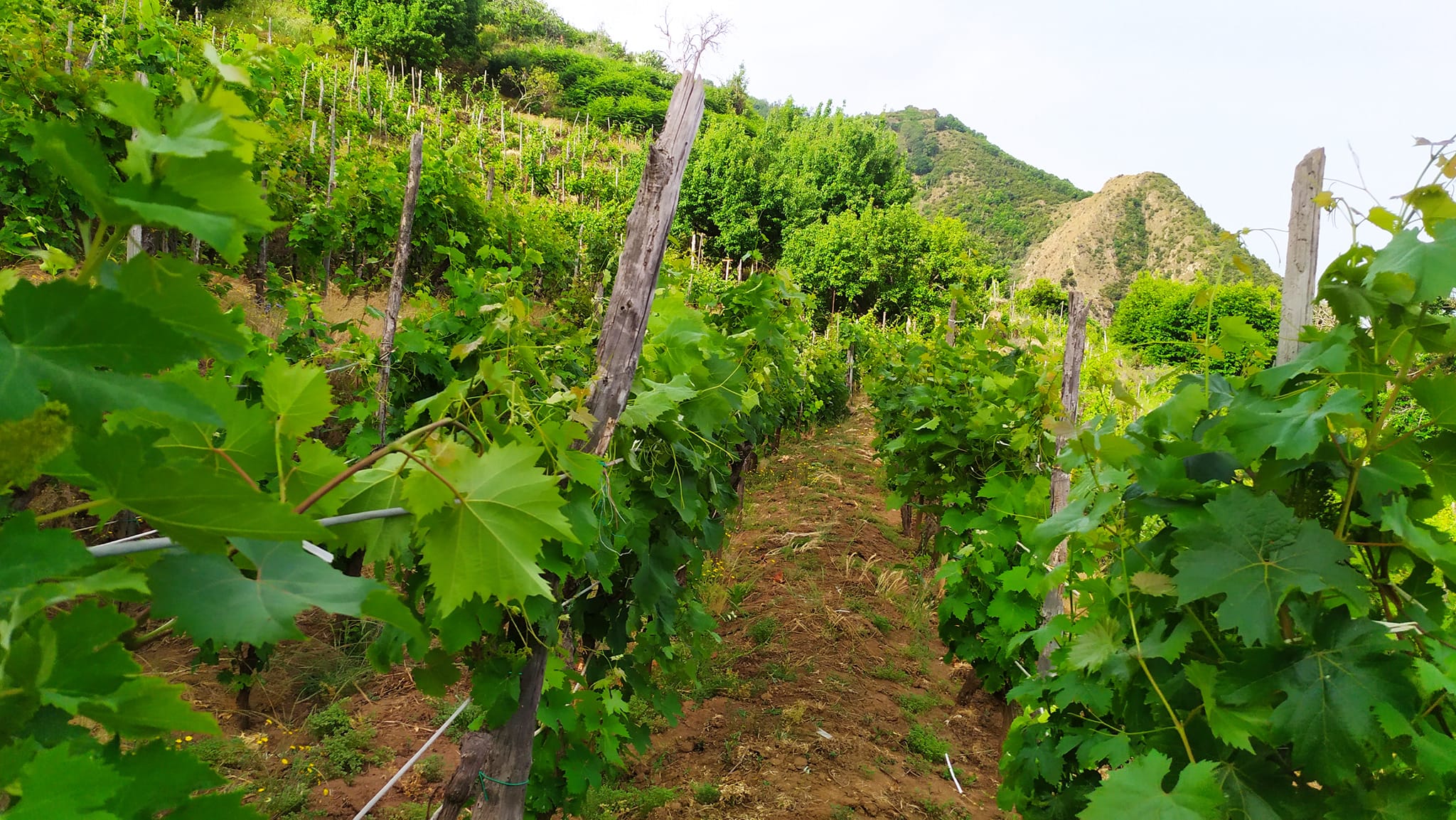 uva zibibbo bagnara 2 - Viticoltura eroica, il prezioso Zibibbo della Costa Viola - 3 uva zibibbo bagnara 2 - Meraviglie di Calabria - 2