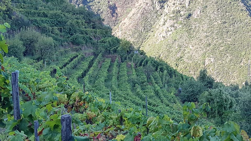 uva zibibbo bagnara 3 - Viticoltura eroica, il prezioso Zibibbo della Costa Viola - 9 uva zibibbo bagnara 3 - Meraviglie di Calabria - 8