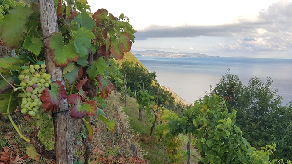 uva zibibbo bagnara 4 - Viticoltura eroica, il prezioso Zibibbo della Costa Viola - 7 uva zibibbo bagnara 4 - Meraviglie di Calabria - 6