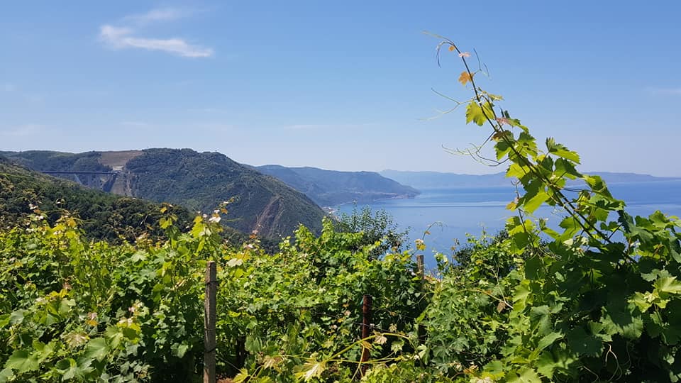 Viticoltura eroica, il prezioso Zibibbo della Costa Viola
