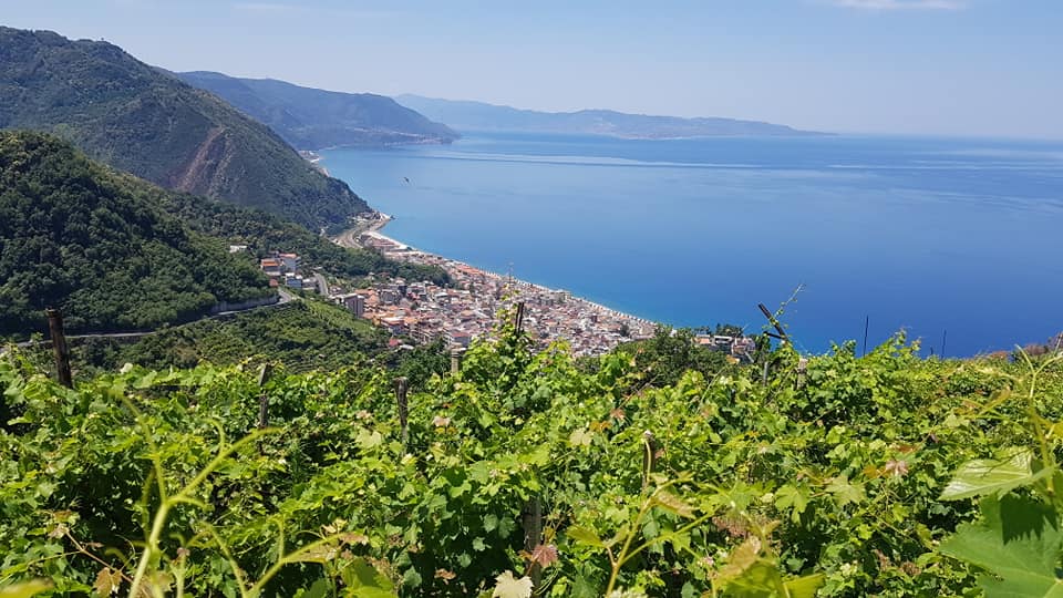 uva zibibbo bagnara 6 - Viticoltura eroica, il prezioso Zibibbo della Costa Viola - 11 uva zibibbo bagnara 6 - Meraviglie di Calabria - 10