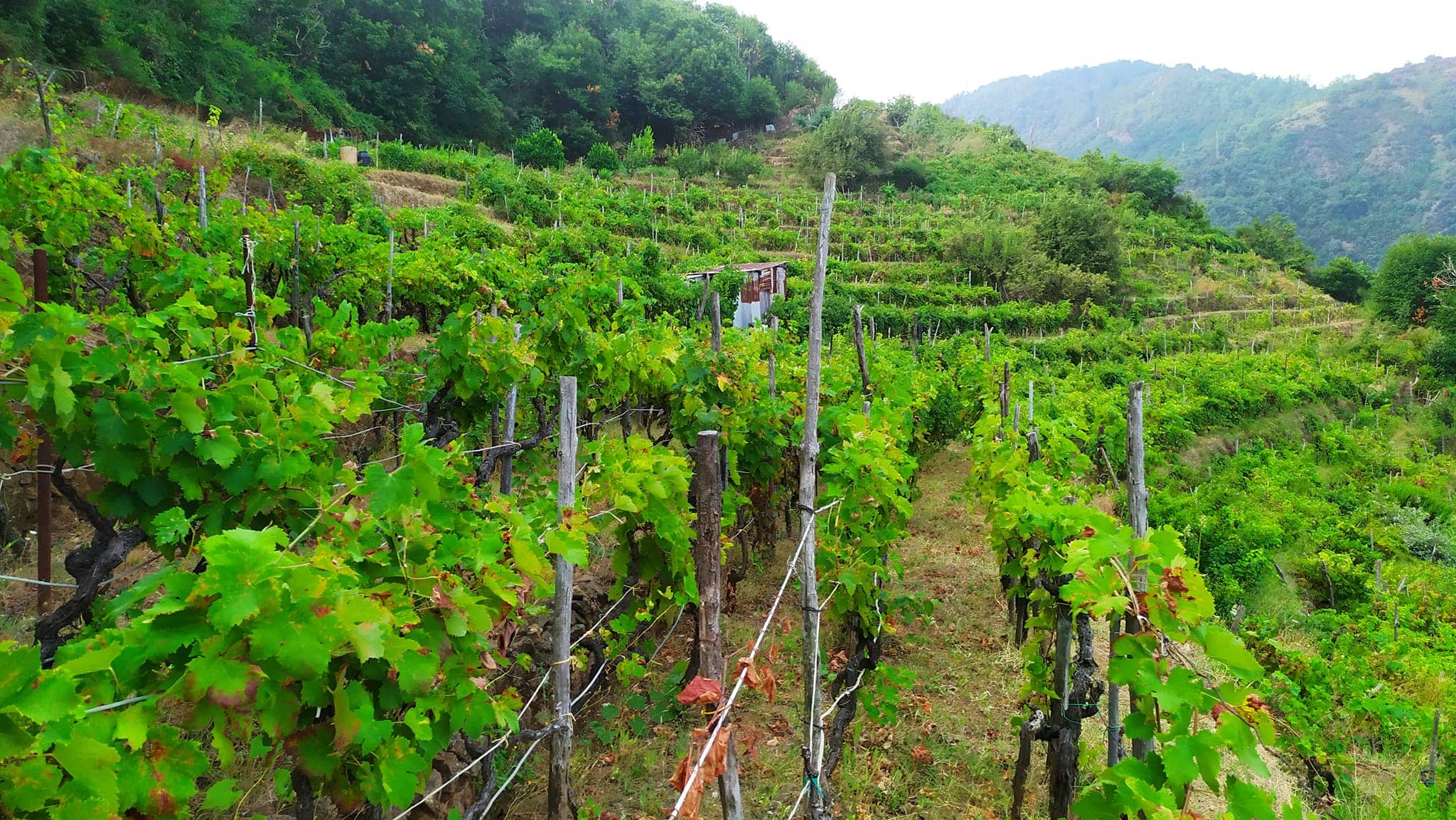 uva zibibbo bagnara - Meraviglie di Calabria - 43