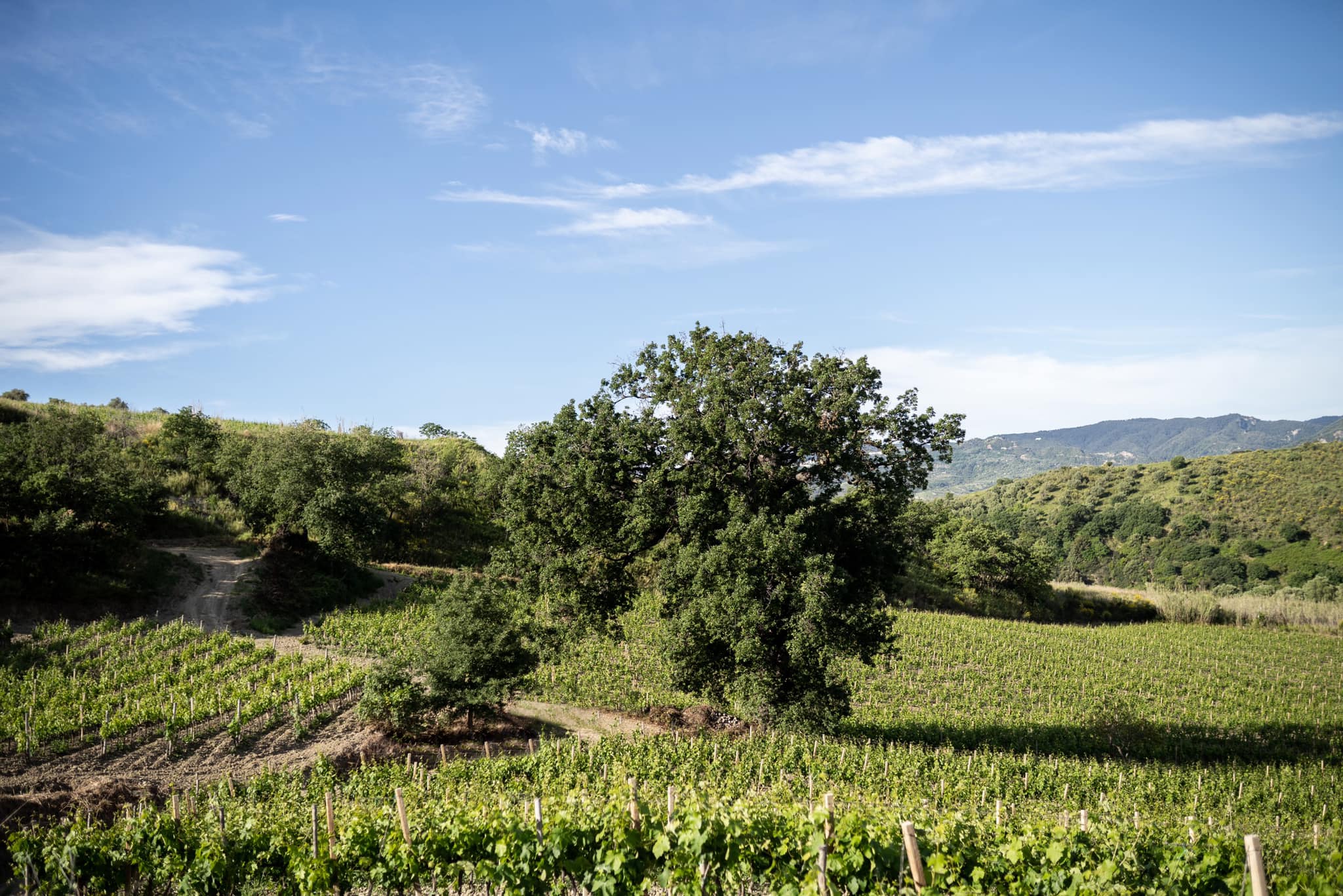 vigneti ciro 2 - Meraviglie di Calabria - 23