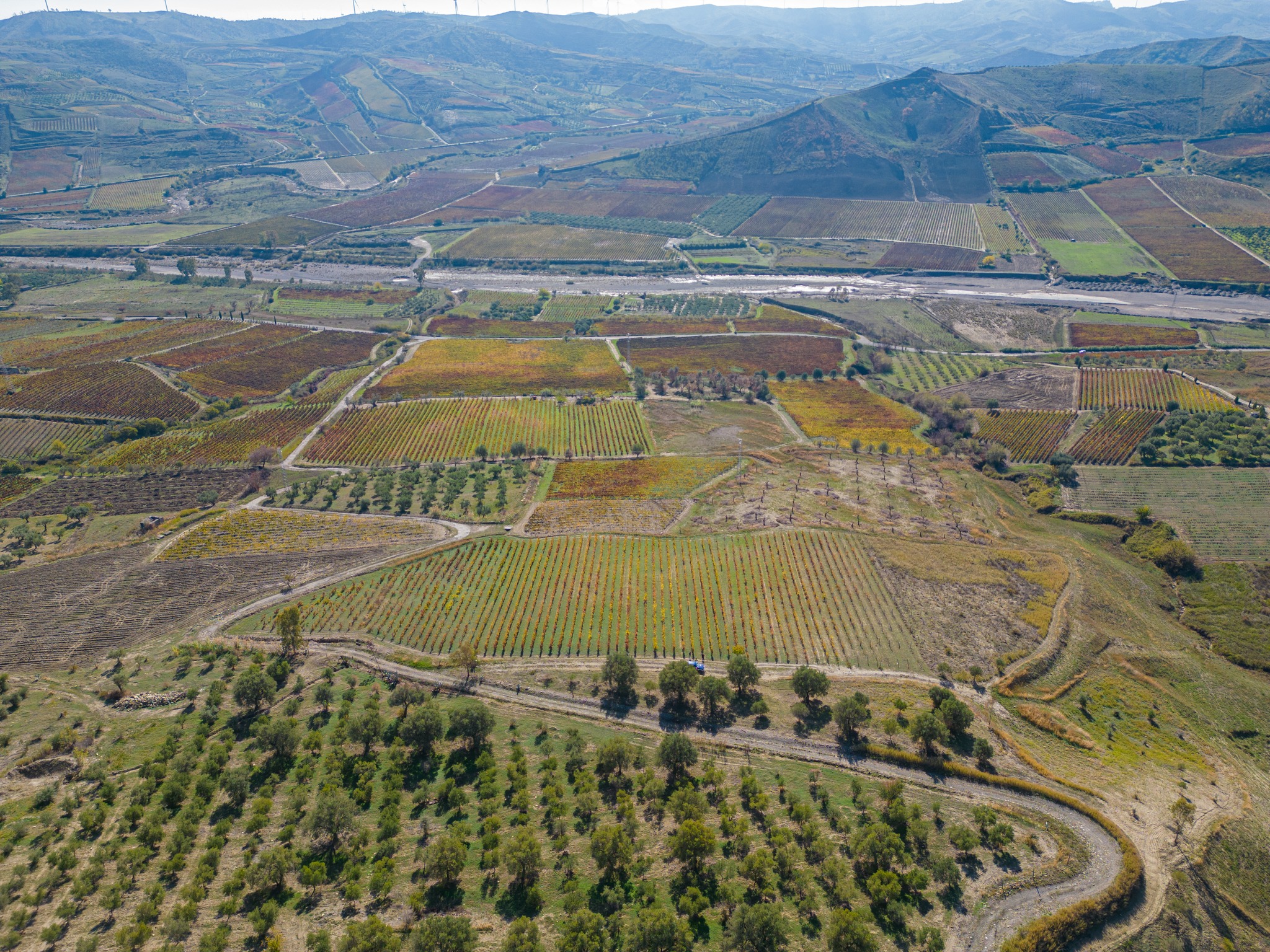 vigneti ciro 3 - Meraviglie di Calabria - 21