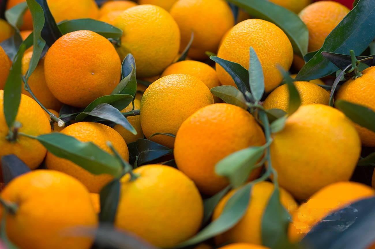Clementine 0 - Clementine di Calabria, dolcezza e benessere dalle terre del Sud - 13 Clementine 0 - Meraviglie di Calabria - 12
