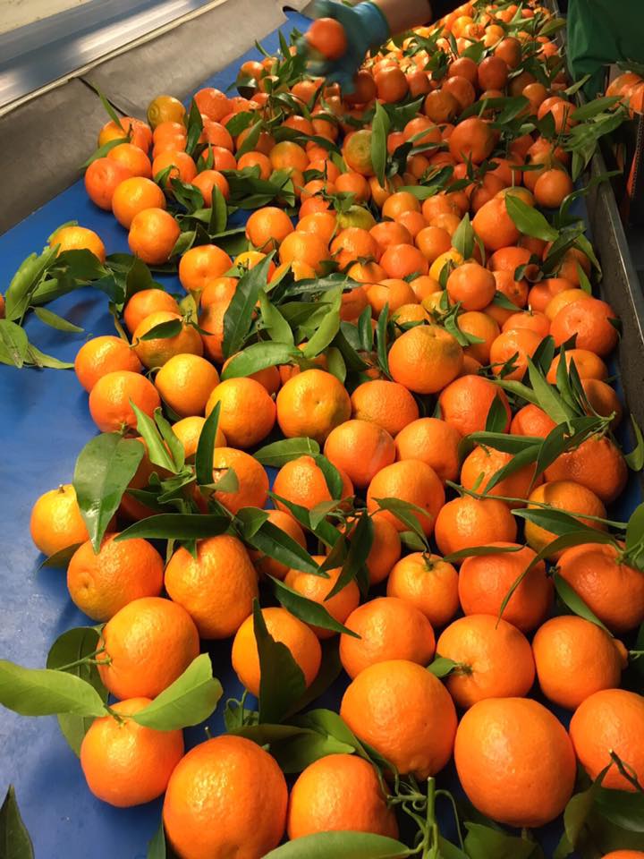 Clementine 1 - Le Clementine IGP, dalla Calabria una produzione da record - 7 Clementine 1 - Meraviglie di Calabria - 6