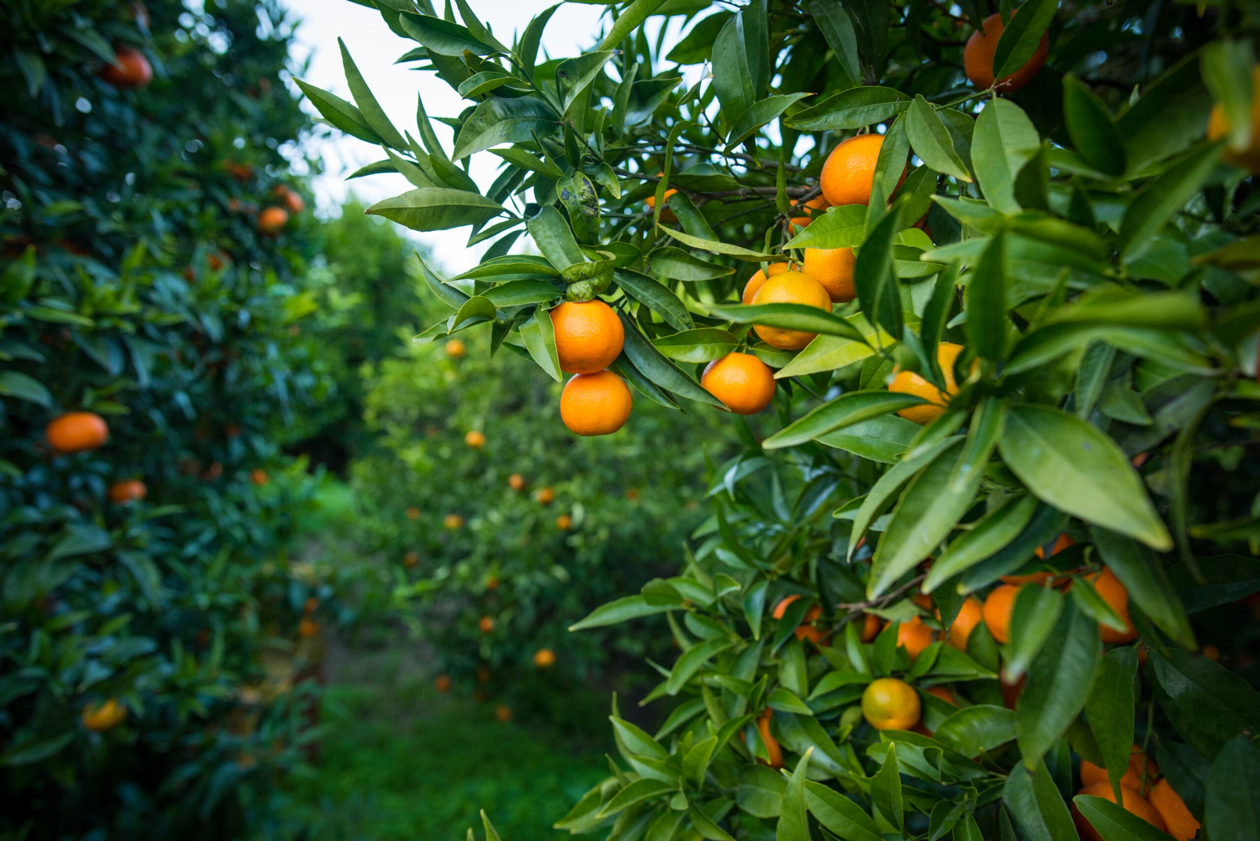 Clementine 2 - Clementine di Calabria, dolcezza e benessere dalle terre del Sud - 15 Clementine 2 - Meraviglie di Calabria - 14