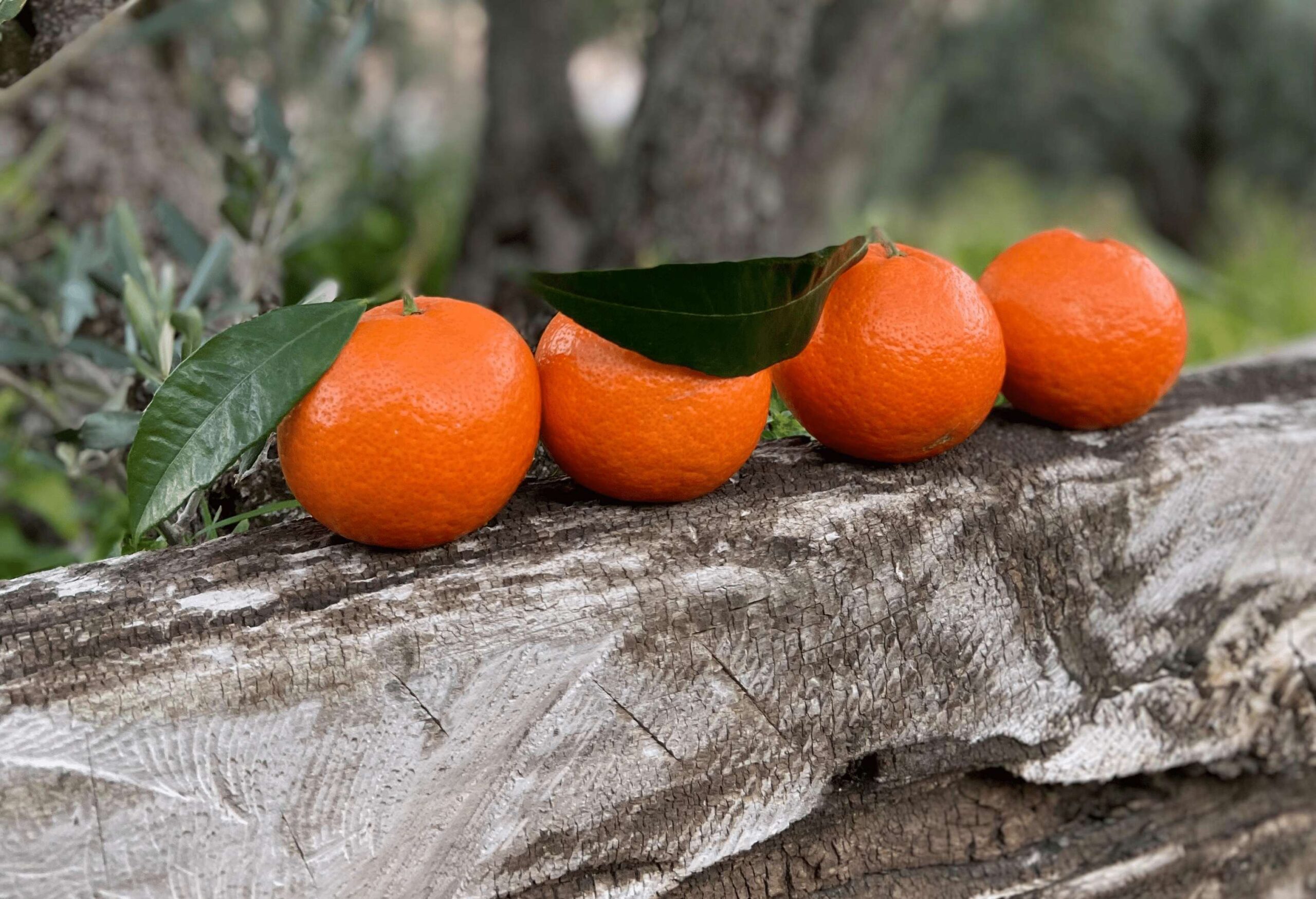 Clementine 5 scaled - Clementine di Calabria, dolcezza e benessere dalle terre del Sud - 9 Clementine 5 scaled - Meraviglie di Calabria - 8