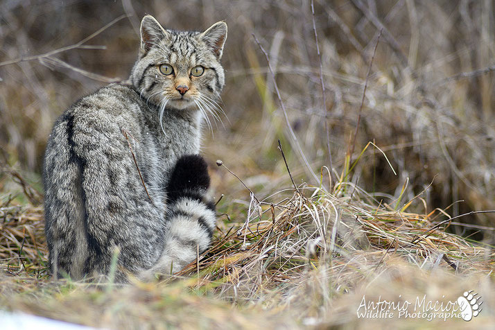 Parco delle Serre gatto selvatico Ph. Antonio Macioce - Trai boschi delle Serre, la natura e il fascino noir del Castello di Lacina - 23 Parco delle Serre gatto selvatico Ph. Antonio Macioce - Meraviglie di Calabria - 22