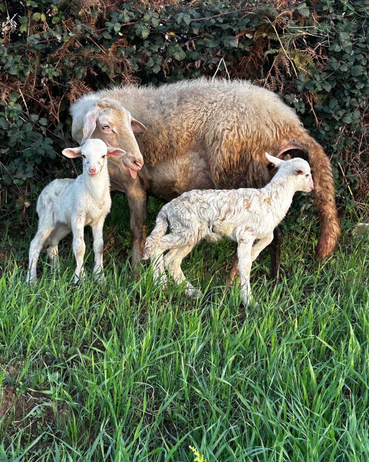 Pecore - Meraviglie di Calabria - 8