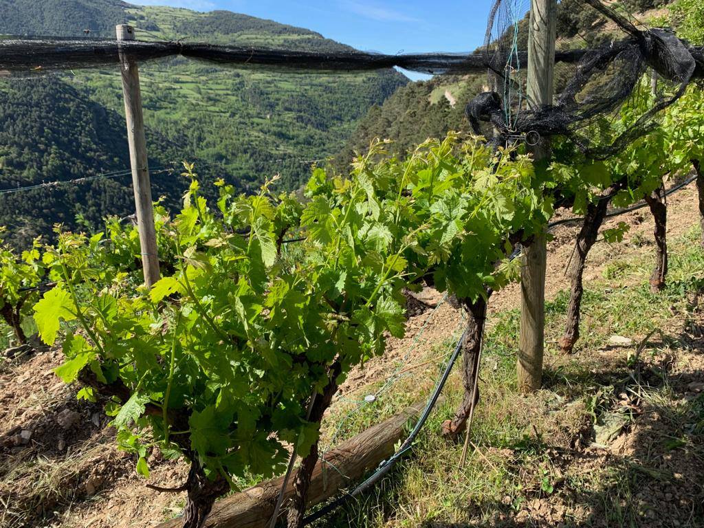 vitigno eroico 1 - Meraviglie di Calabria - 2