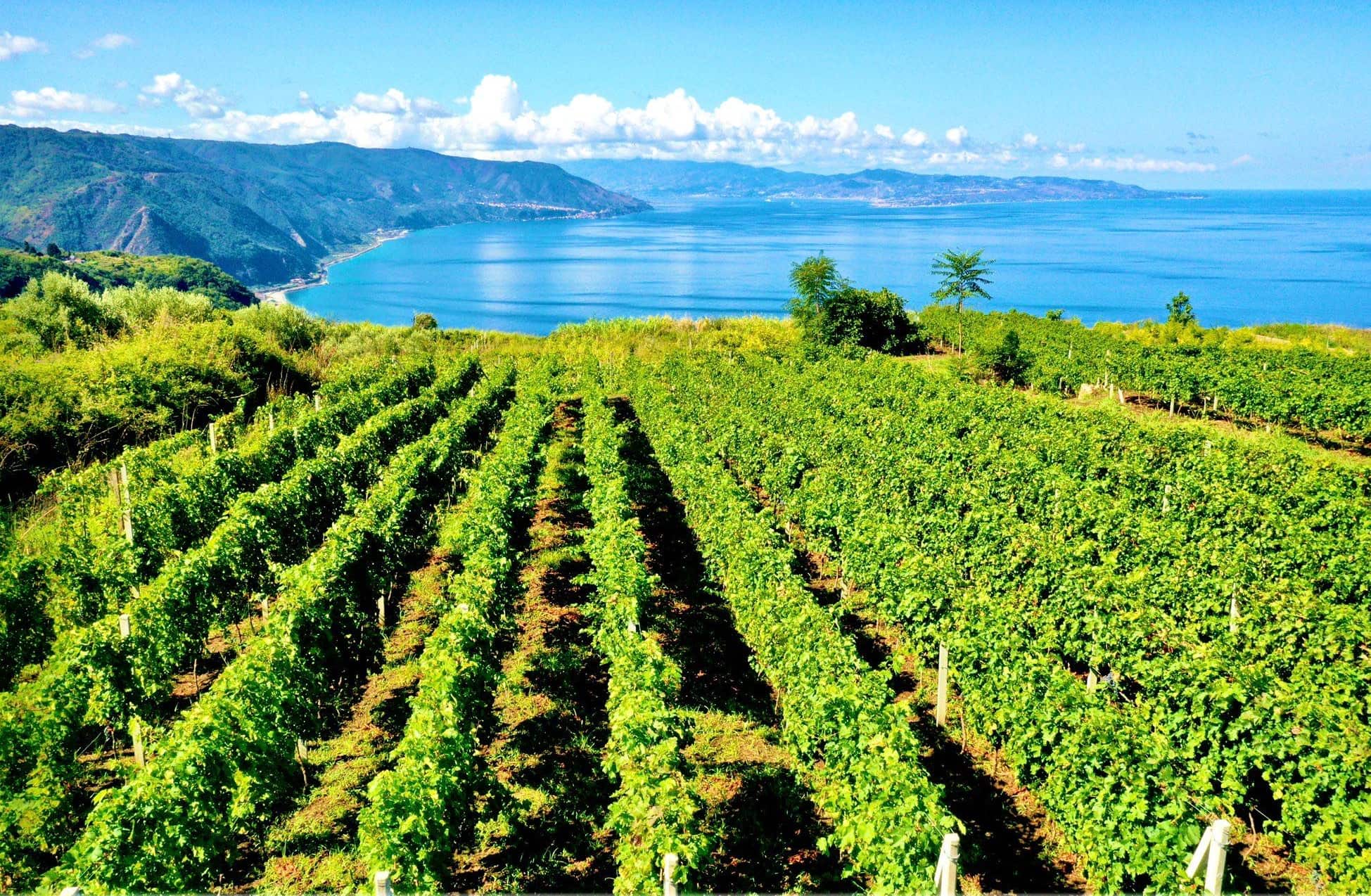 vitigno eroico costa viola Ph Cooperativa AgriCostaViola - Meraviglie di Calabria - 212