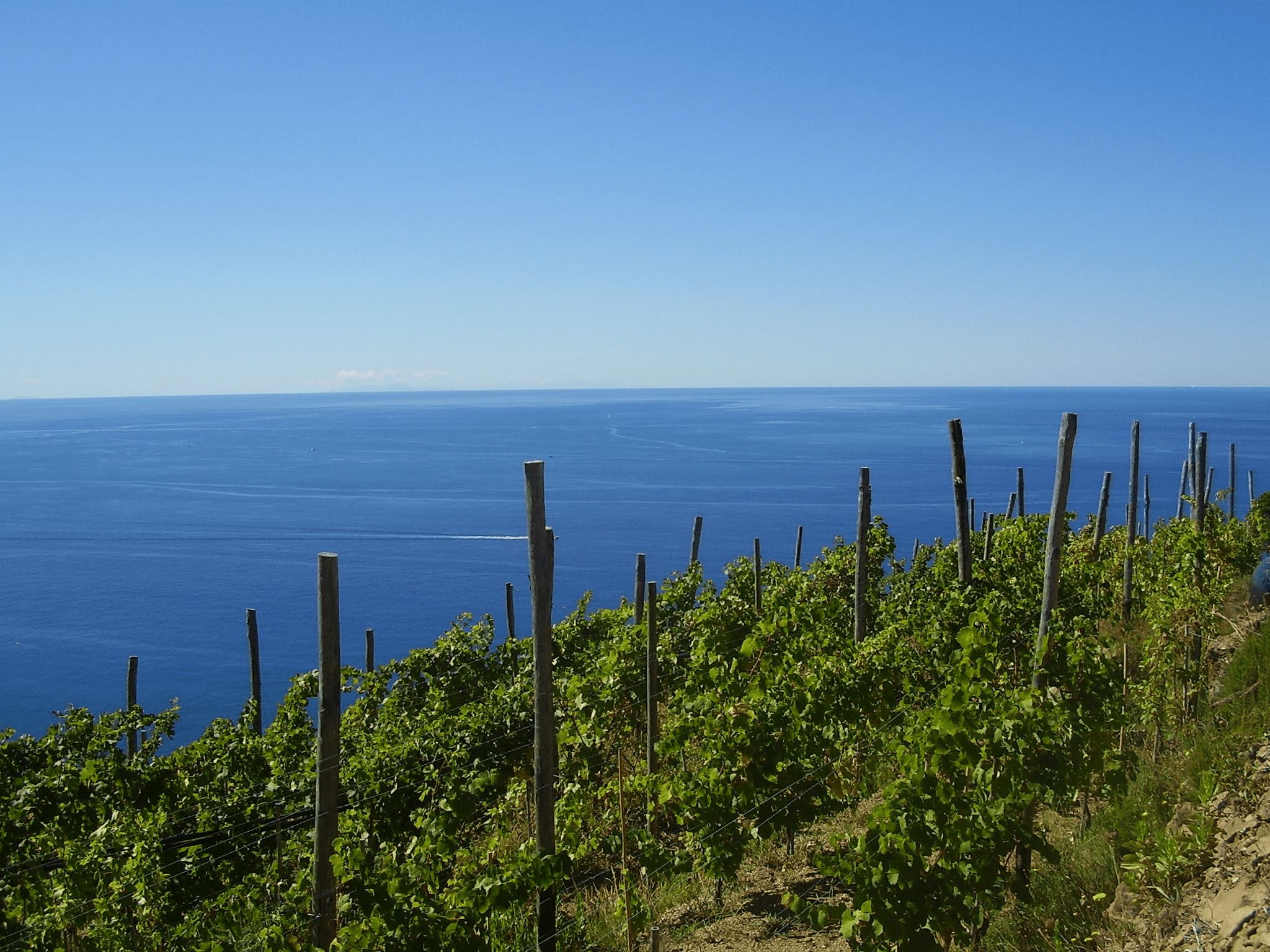 vitigno eroico - Meraviglie di Calabria - 2