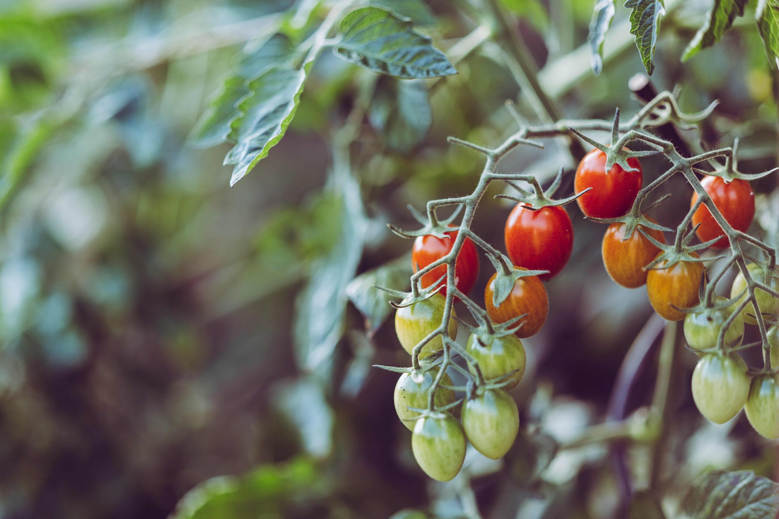 Agricoltura 1 scaled - Ismea, le opportunità per i giovani che vogliono coltivare in Calabria - 7 Agricoltura 1 scaled - Meraviglie di Calabria - 6
