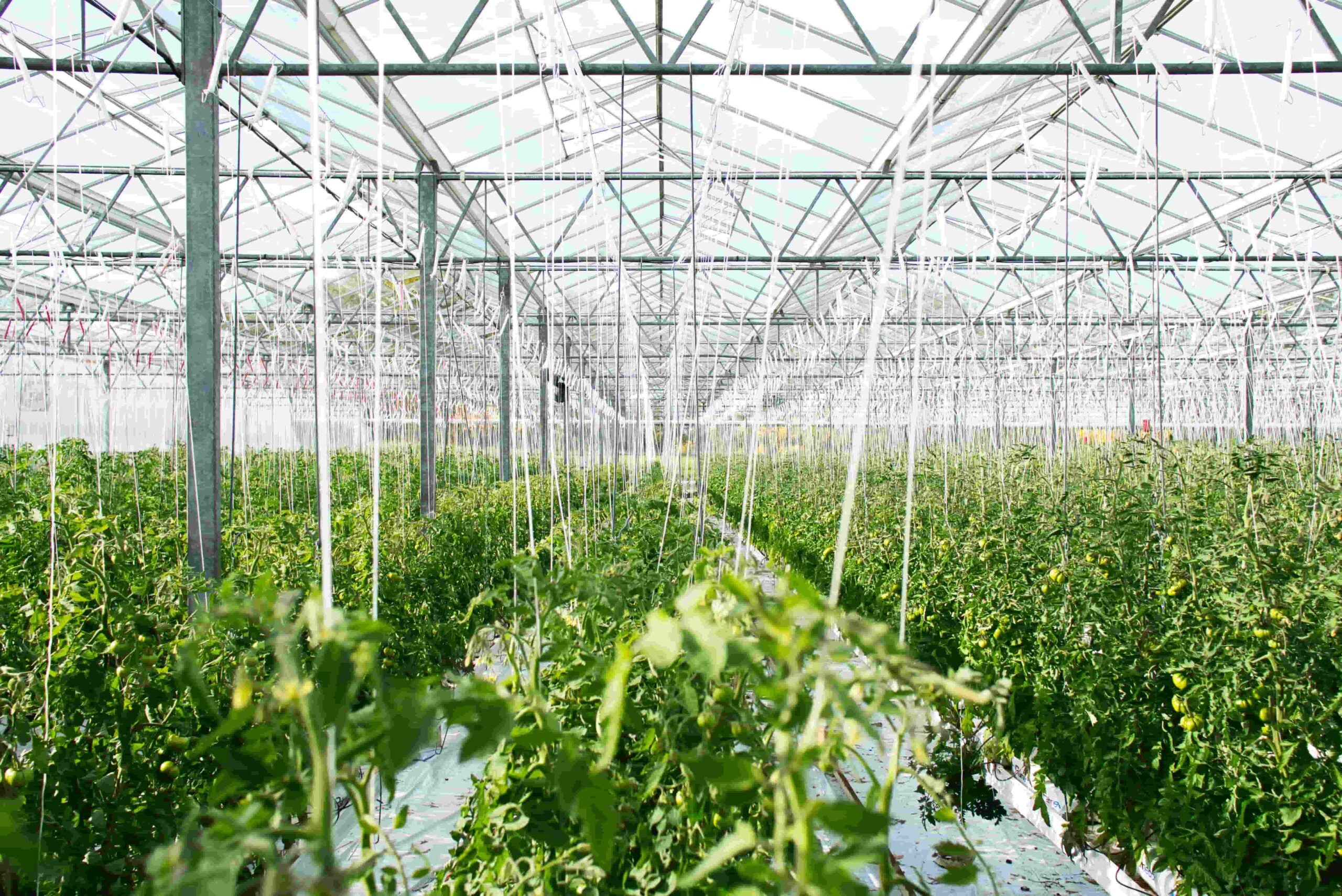 Agricoltura 2 scaled - Ismea, le opportunità per i giovani che vogliono coltivare in Calabria - 9 Agricoltura 2 scaled - Meraviglie di Calabria - 8
