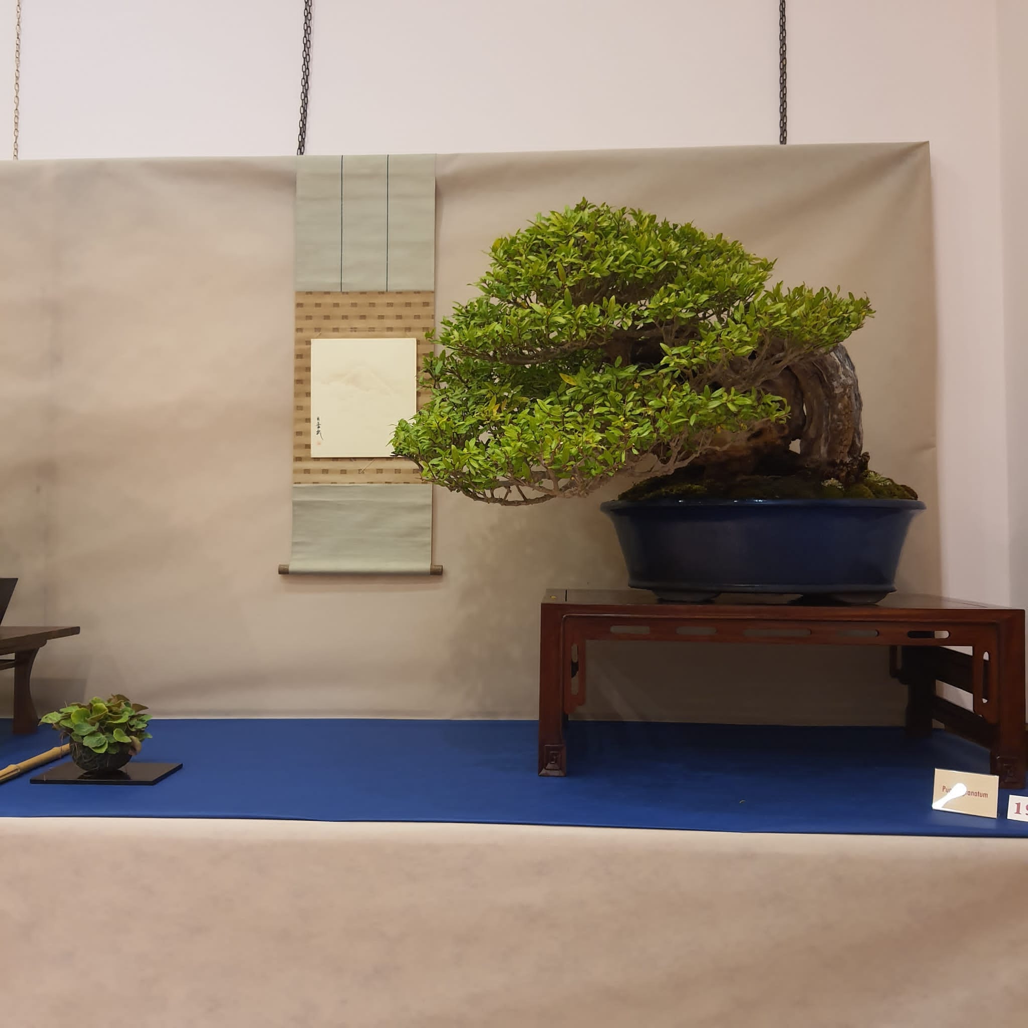 Bonsai 1 - Meraviglie di Calabria - 6