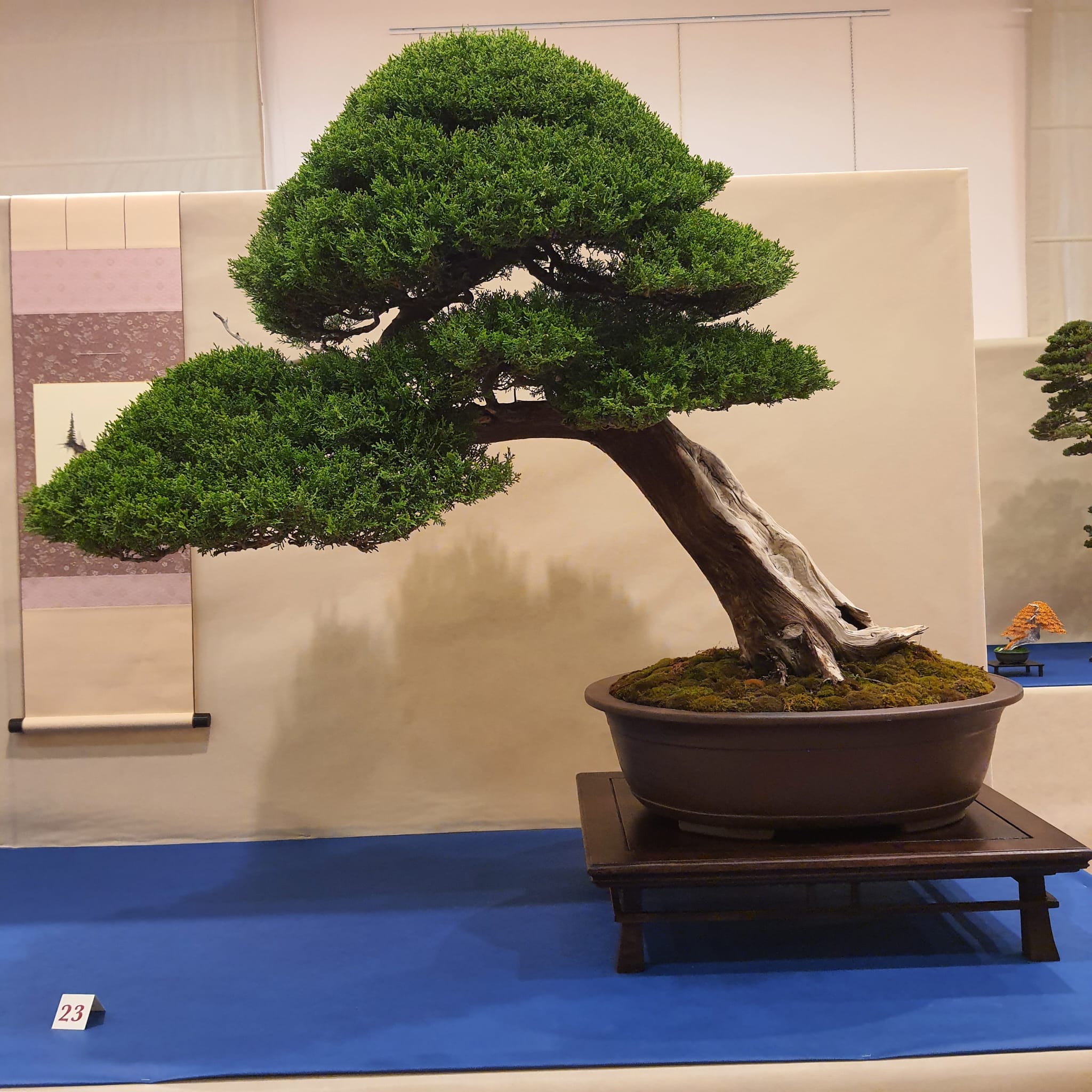 Bonsai 2 - Meraviglie di Calabria - 8