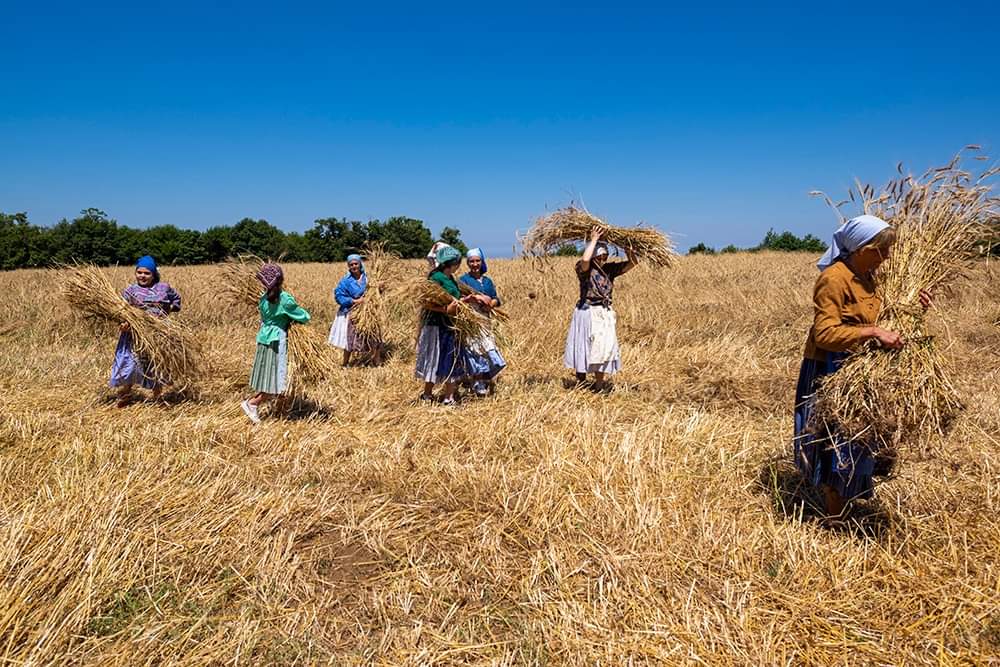 Campo Grano Slow grains 2 - Cereali e pane del futuro, a Reggio il grande evento di Slow Grains - 20 Campo Grano Slow grains 2 - Meraviglie di Calabria - 19