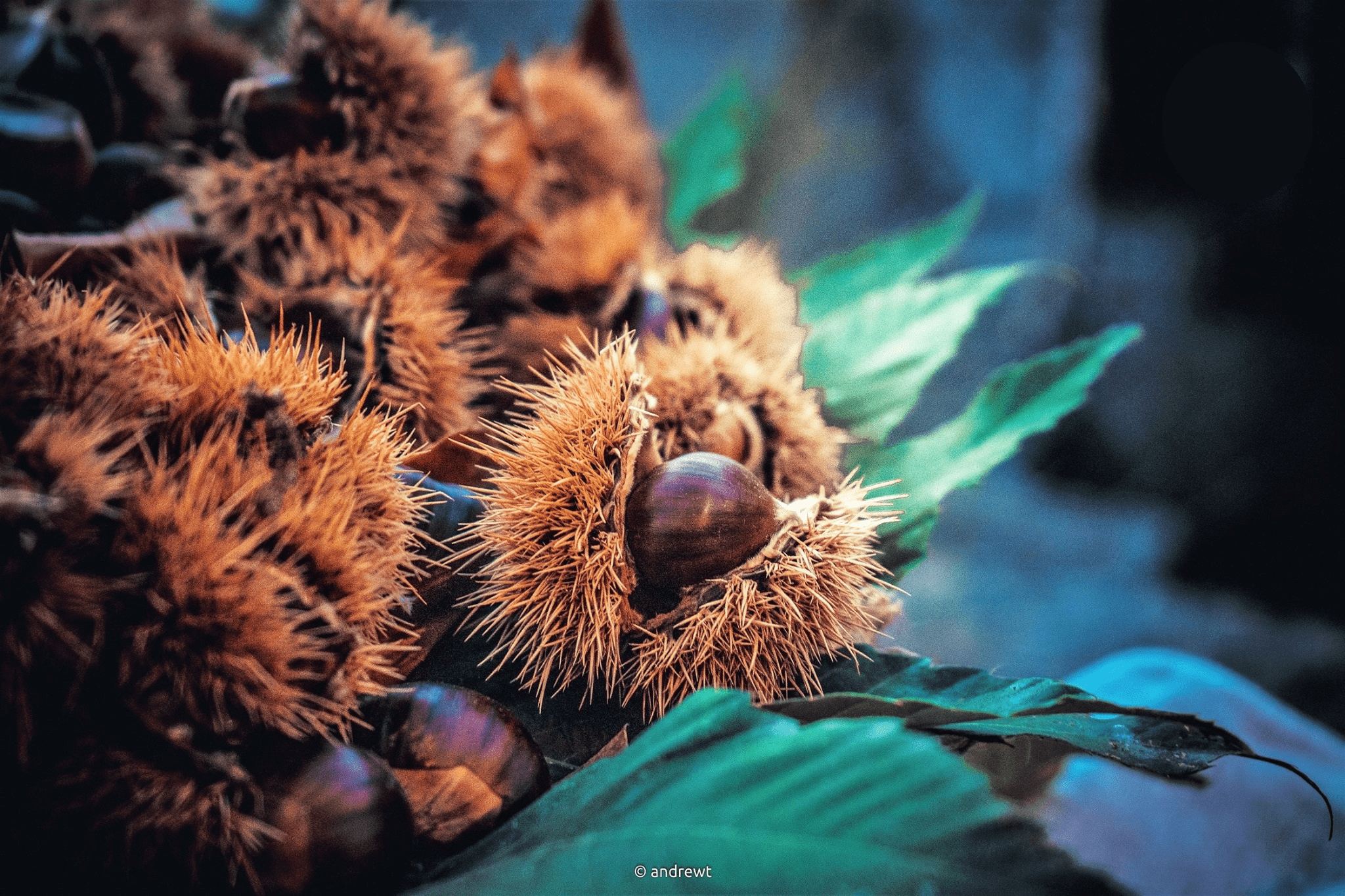 Castagna angoli Serrastretta 1 - La castagne buone del Reventino alla sagra di Angoli di Serrastretta - 7 Castagna angoli Serrastretta 1 - Meraviglie di Calabria - 6